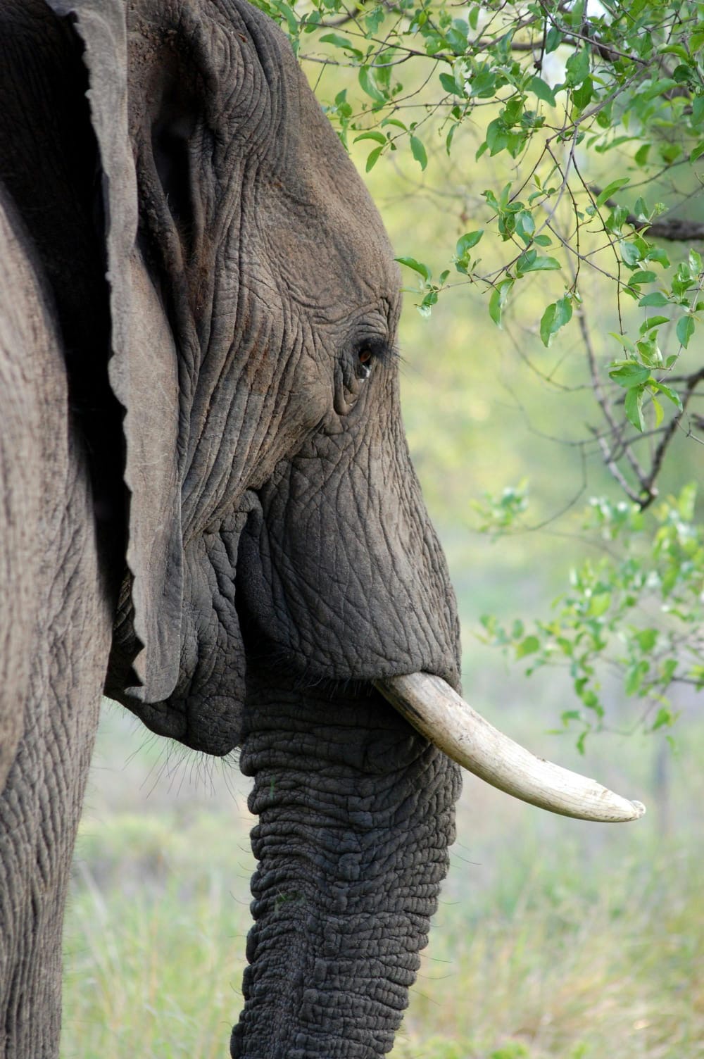 African Elephant