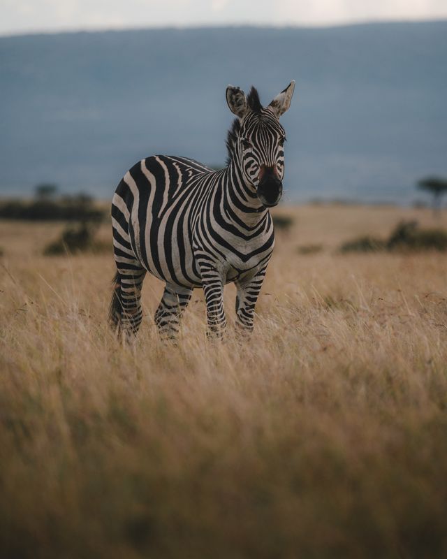 3-Day Maasai Mara Luxury Adventure