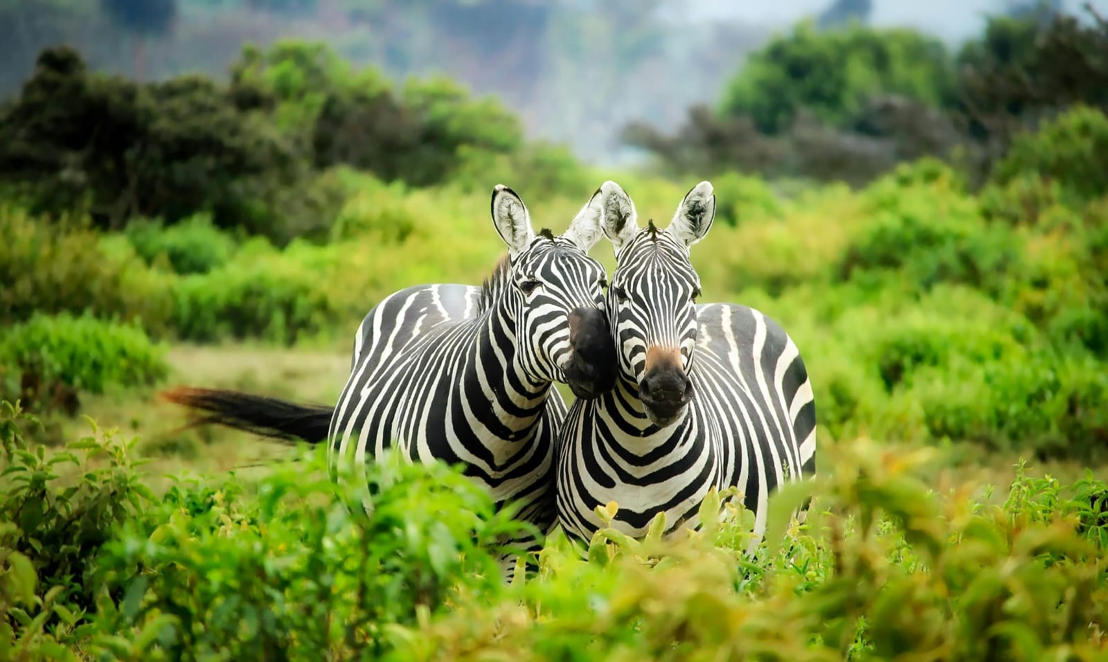 6-Day Kenya & Tanzania Luxury Safari