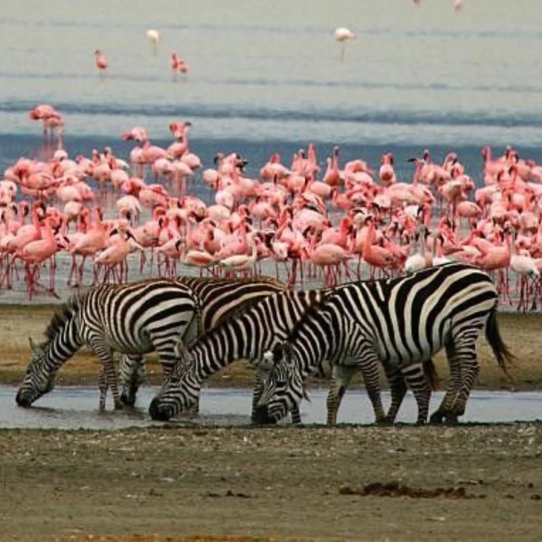 7-Day Samburu, Ol Pejeta, Lake Nakuru & Mara Luxury