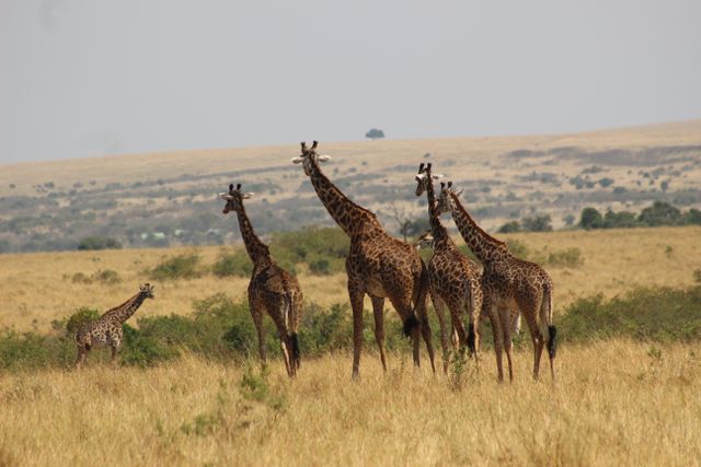 8-Day Kenya to Tanzania Luxury Safari & Beach Extension