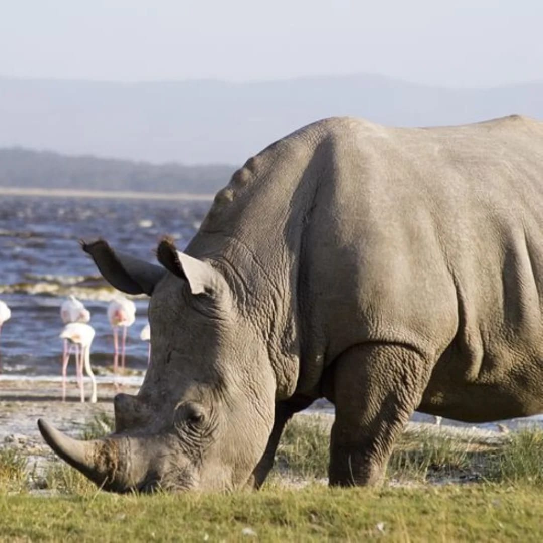 10-Day Kenya & Tanzania Wonders Mid-Range Safari