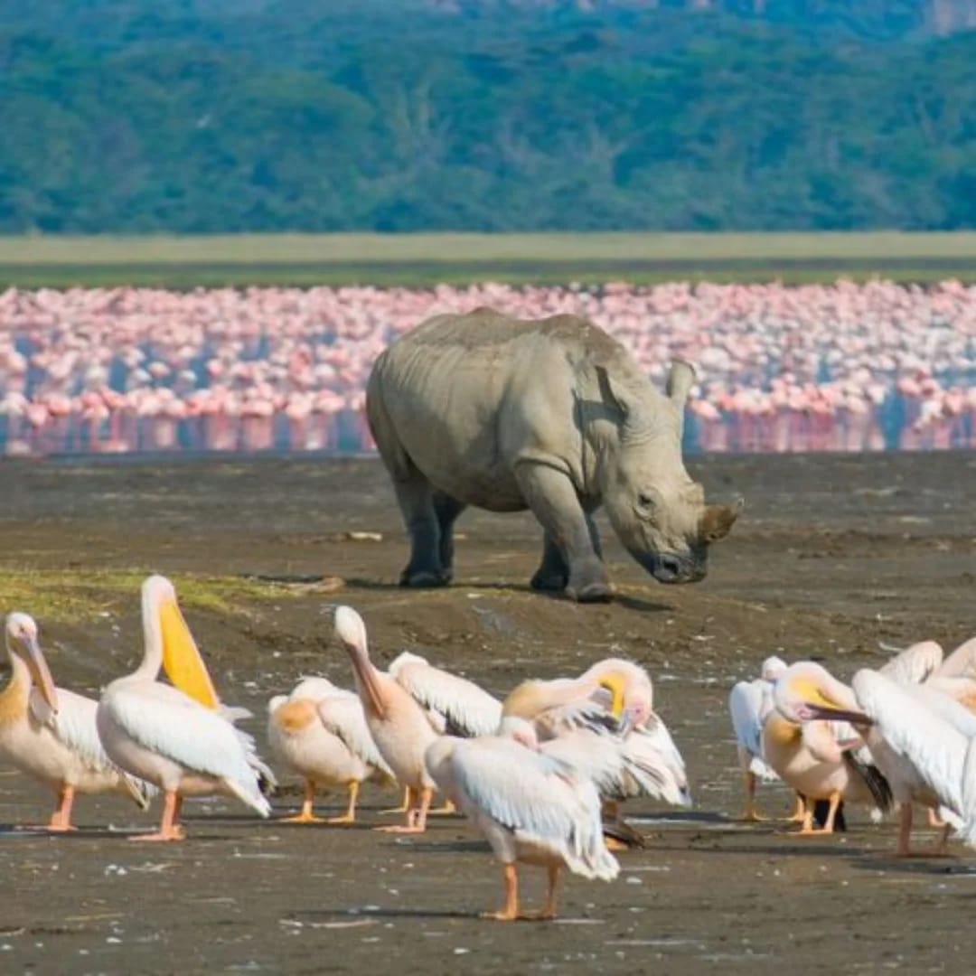 5-Day Masai Mara, Lake Nakuru & Lake Naivasha
