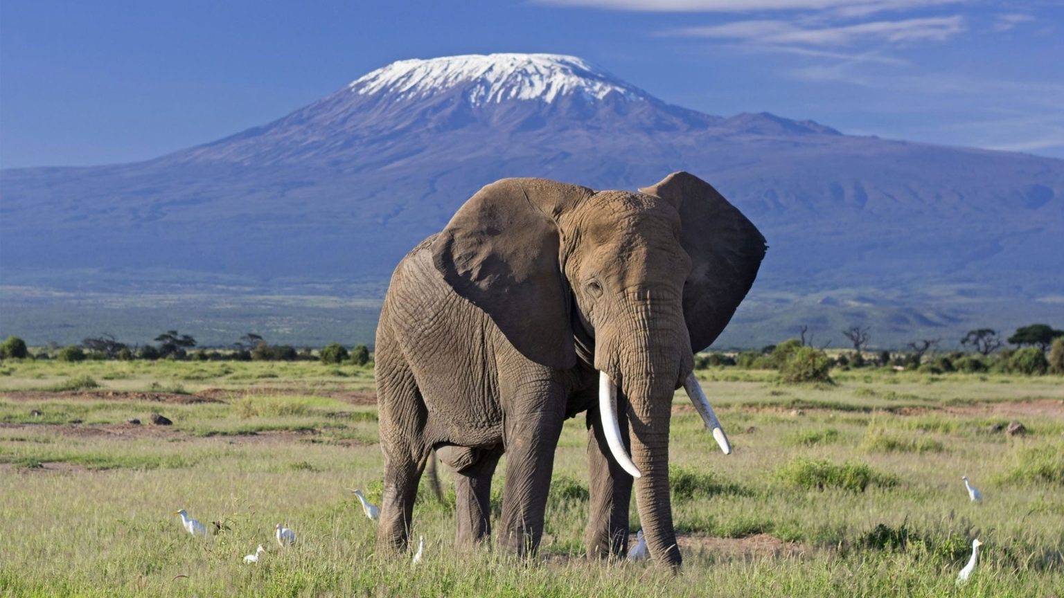 6-Day Amboseli, Lake Nakuru & Masai Mara Safari