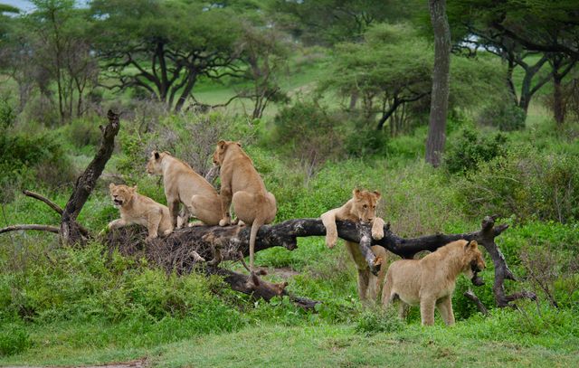 6-Day- Wonders of Kenya Wildlife Mid -Range Safari