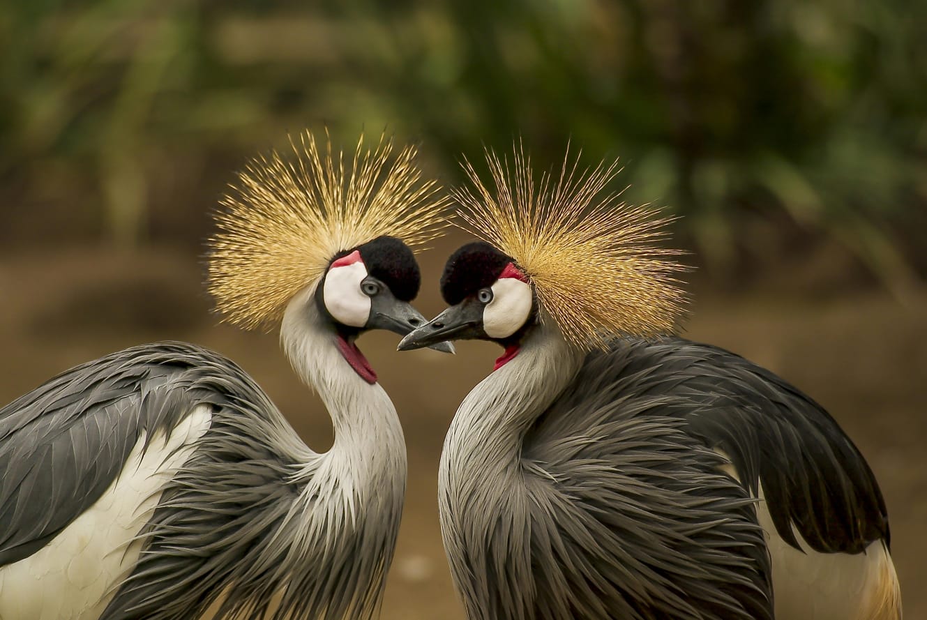 Taste of Kenya -Luxury Safari