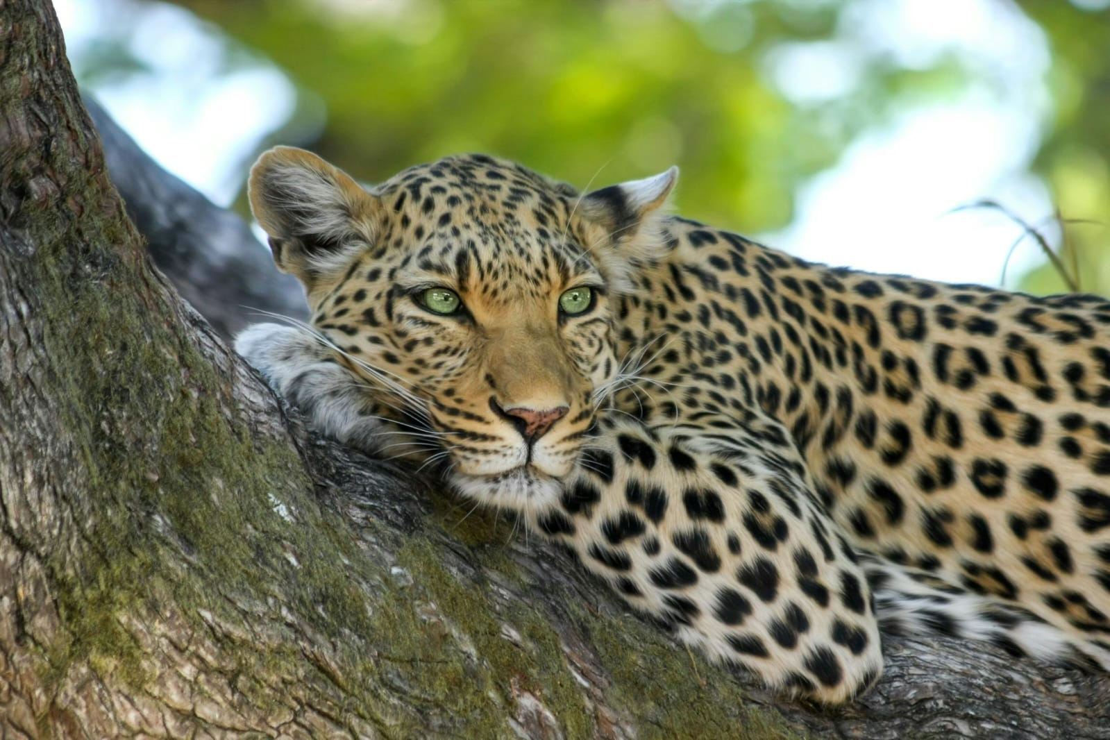 Taste of Kenya -Luxury Safari